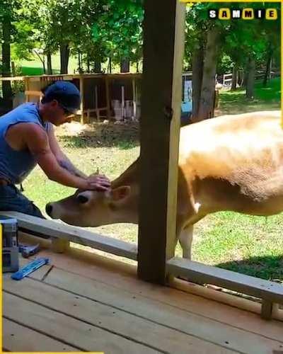 The cow was determined to cause some disturbance