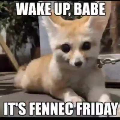 its fennec friday !!