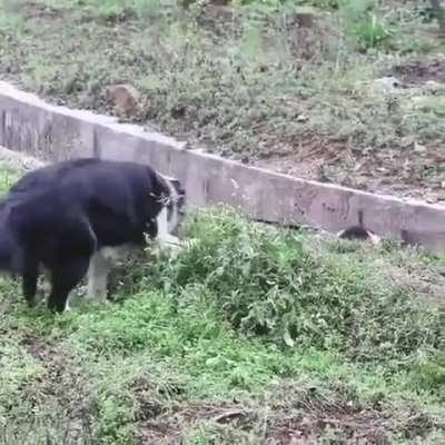 Border Collies, often cited as the most intelligent of all domestic dogs.