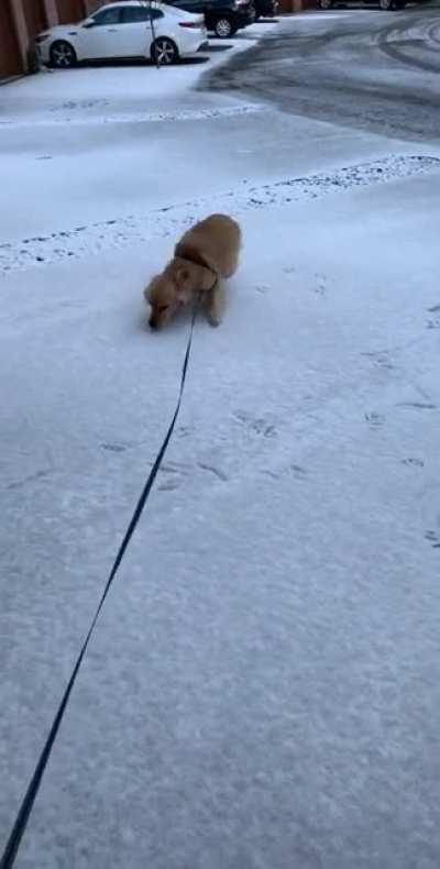 Doggo loves the snow