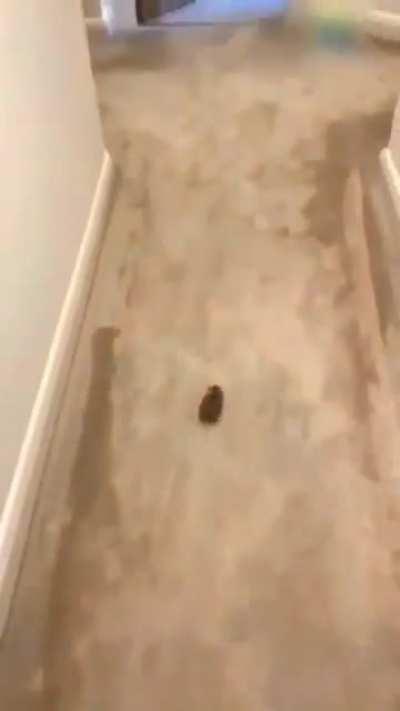 Hamster makes a run for it