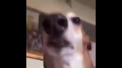 pls help. me and my friend want to know what song this is. it sounds like it could be a slowed down version of another song?