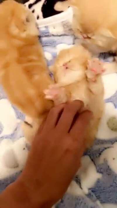 My baby loves belly rubs.