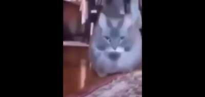 jakertown - Video #7149