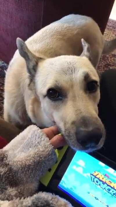 No playing. Just pets.