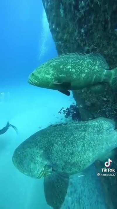 Massive goliath grouper