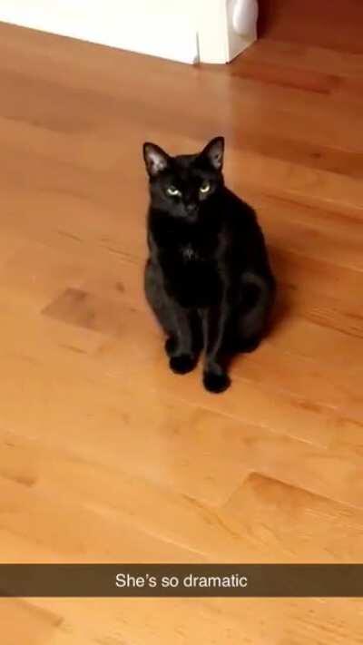 Most dramatic kitty award goes to Wednesday😂