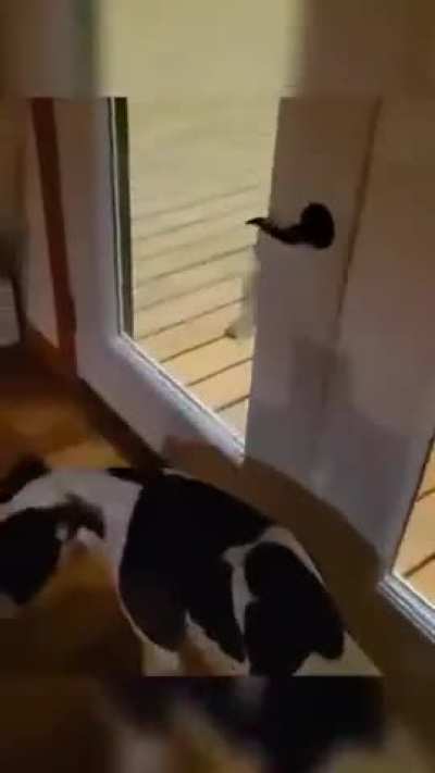 A brave man frees the coyote from the trap, nurses it back to health, and then sets it free, and a story of friendship begins…..