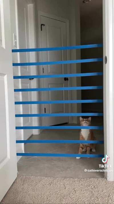 2023 Cat Olympics Vertical High Jump