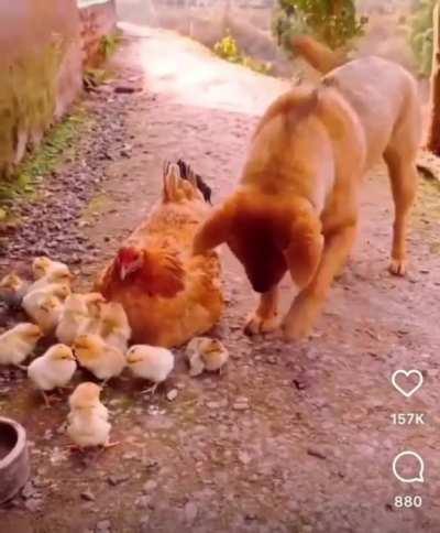 Doggo just wanna play