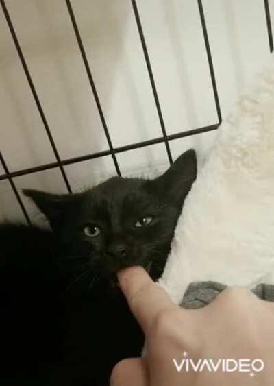 Video by kendahlsss. She has a rescue and all sorts of adorable sweeties.