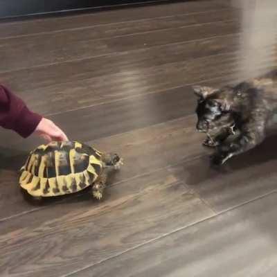 Kitty is NOT a fan of the tortoise😳