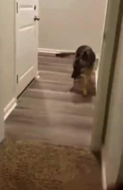 This dog will not walk forward through doorways. He ran into a glass patio door is a puppy and now he’s scared.