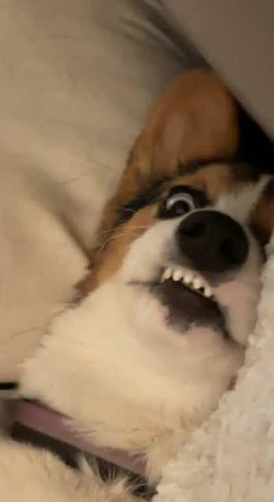 no thoughts just teefers