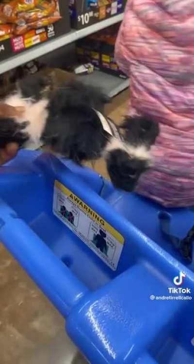 Fake spider was a little too real