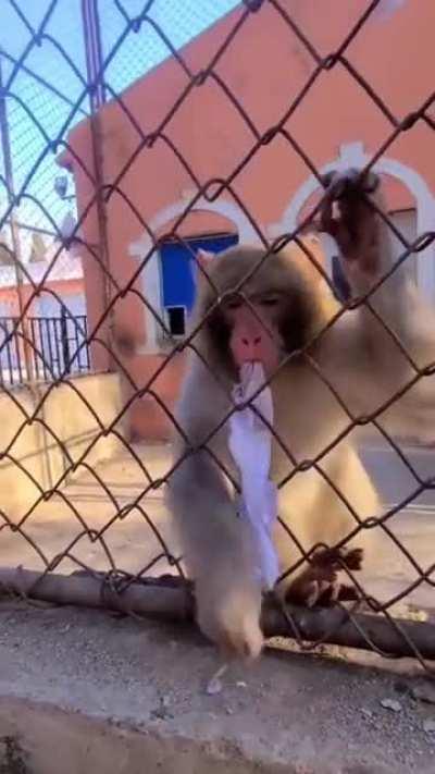To steal from a monkey