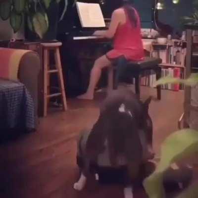 obviously this tune is not for dogs