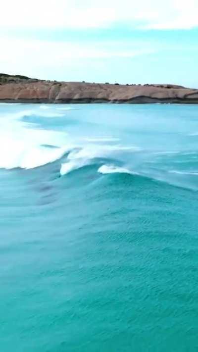 🔥 Pod of dolphins catching the wave perfectly