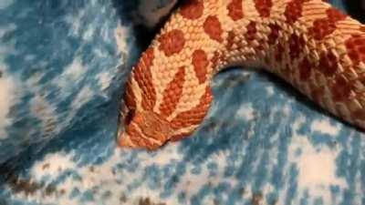 Scratch, scratch and scratchin that snooty