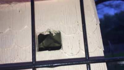 Bird attacks camera man