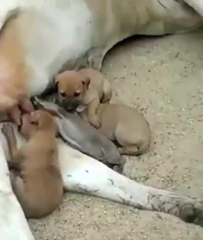 This is why the cow is holy. It doesn't differentiate between children and embrace everyone