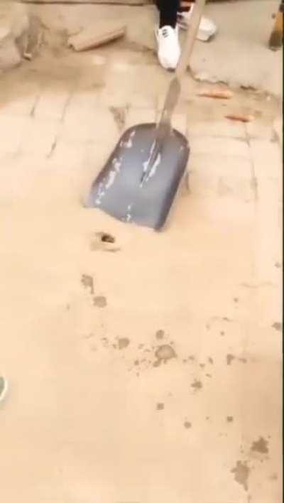 That how you catch a rat