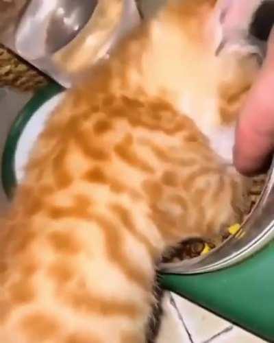 hey thats my food 😾😻