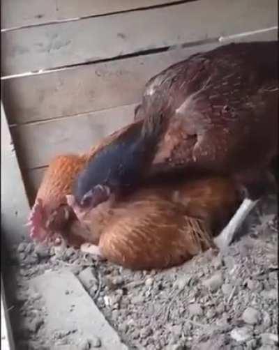 Cross post from r/BetterEveryLoop