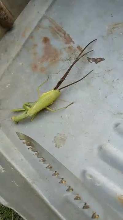 Better call the Men In Black