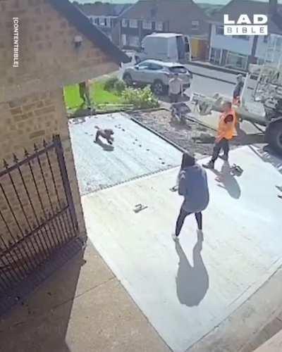 Dog walks across wet concrete