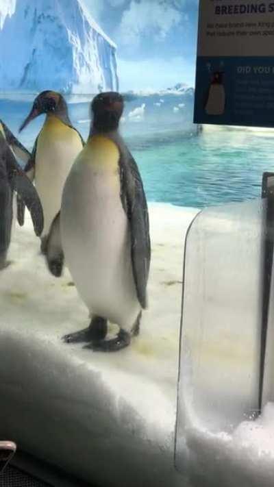 This penguin I saw at Sea World in Queensland, Australia changed his mind very quickly