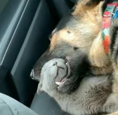 Playing is exhausting work