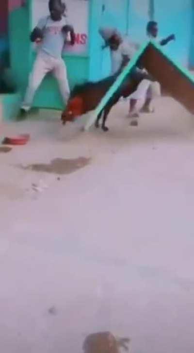 Saci Mendigo vs bode puto