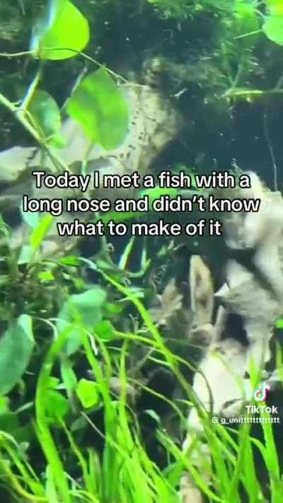 Is this some sort of waterweevil that dropped recently?