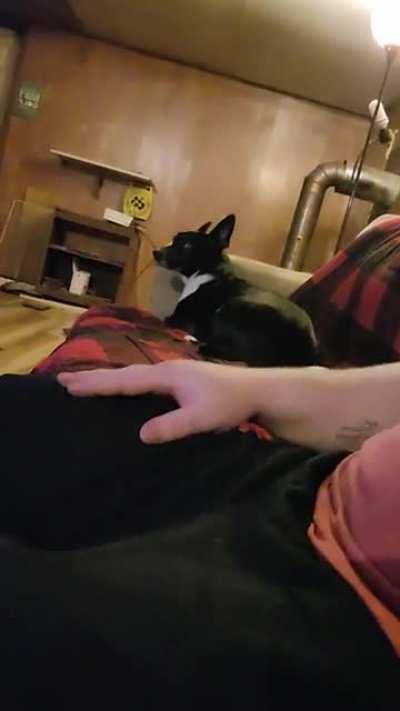 Puppy doesn't like it when I 