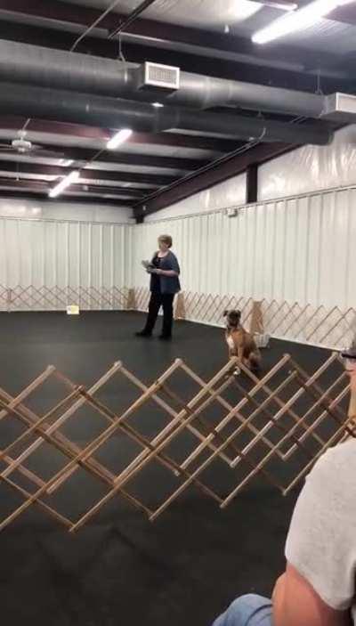 The dog is supposed to run up in front of her and sit.