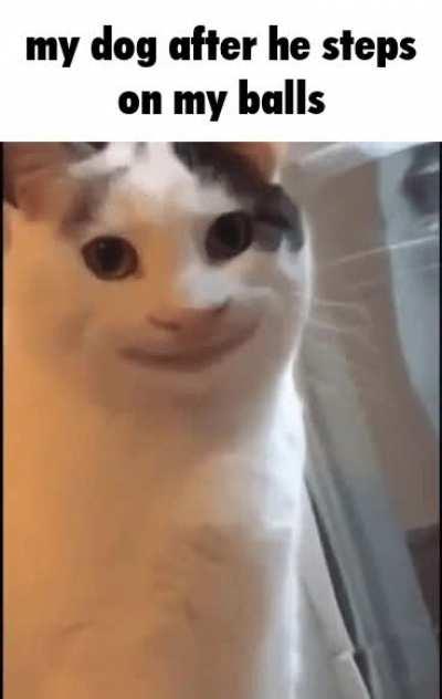 Real dog captured in this image.