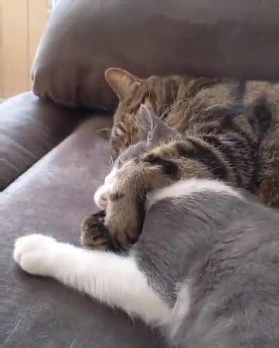 thats the purest thing ive ever seen