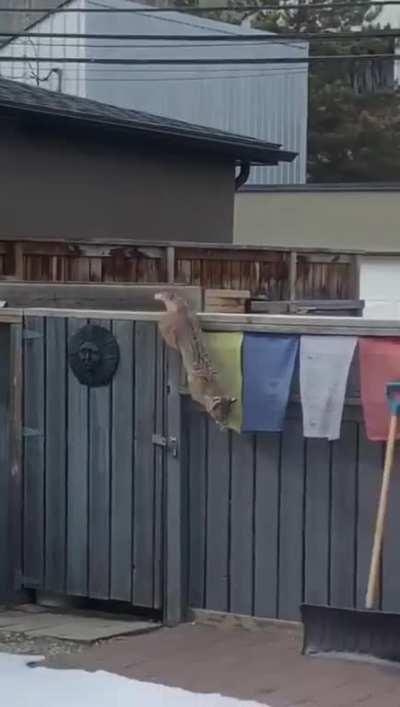 Bobcat vs squirrel as seen in Erlton