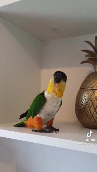 Spreading Birb Love: Day 31