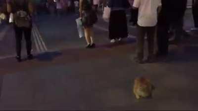 A cat during the rush hour in İstanbul