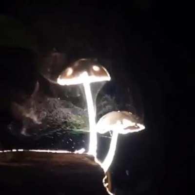 Flashlight On Dropping Spores 🍄🔦🌝
