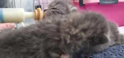 By popular request, here's the feeding frenzy video that was second-breakfast yesterday morning. Ren was first to eat, then Lilac, then Poppy, then Jasmine.