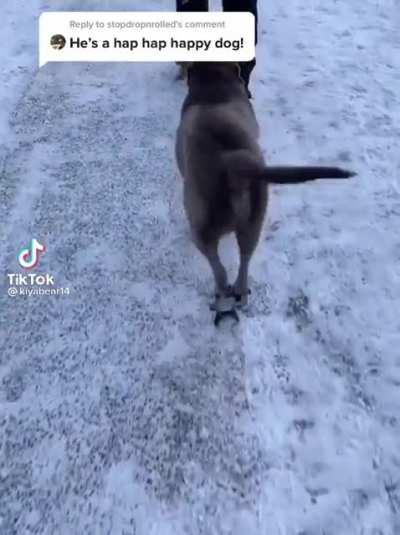 just a happy little doggo ☺️❤️