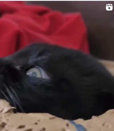 careful, very dangerous beast!