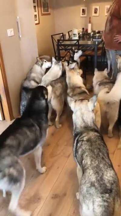 Husky feeding frenzy