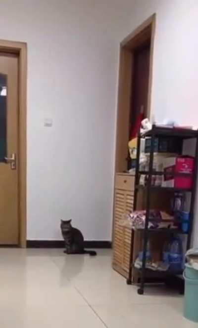 What is in the wall to make him do this? 