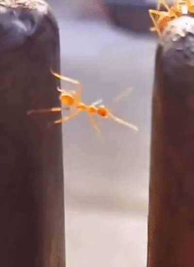 The last one became antsy