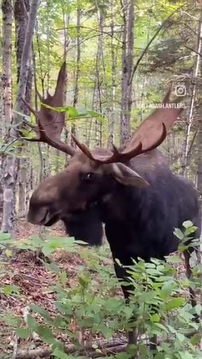 Man Stands To Close To Massive Bull Moose And Learns His Lesson 