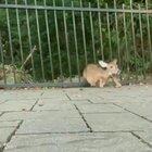 Whats Wrong With You Animals You Ain't Doin Your Jobs...